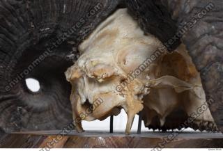 Photo Textures of Mouflon Skull 